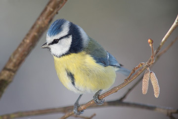 Blaumeise