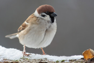 Feldsperling