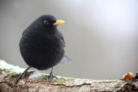 Amsel