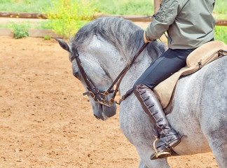 beautiful spanish grey horse with rider