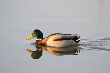 Anas platyrhynchos macho reflejado en el agua