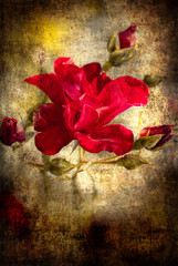 Beautiful rose with buds/Valentines day card