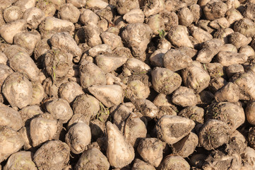 Closeup of heap of sugar beets