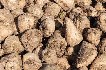 Closeup of heap of sugar beets