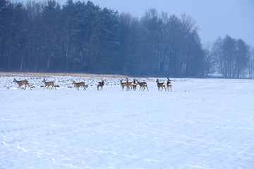 roe deer