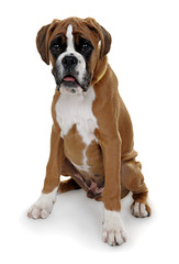 red dog breed boxer shot in the Studio on a white background.