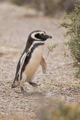 Naklejka premium magellanic penguin