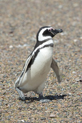 Fototapeta premium magellanic penguin