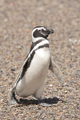 Fototapeta premium magellanic penguin