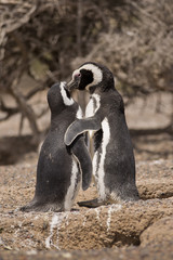 two magellanic penguins standing in front of their nest
