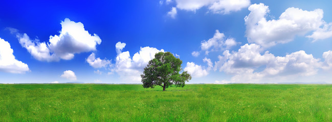 Plakat Sam jeden wielki drzewo na zielonym polu. Panorama
