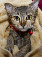 Wet cat washing