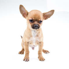 expressive portrait Chihuahua puppy