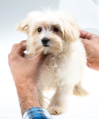 Colour lap-dog in studio