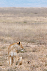 Ngorongoro lioness