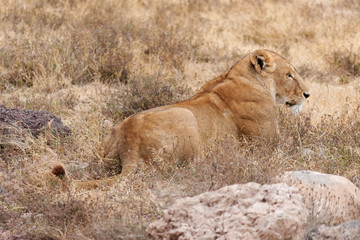 Fototapeta na wymiar Ngorongoro lwica