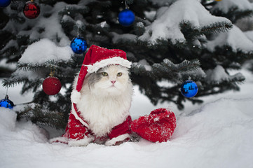 Cats celebrate the new year