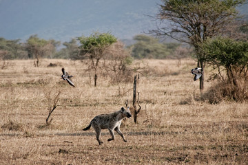 Naklejka na ściany i meble Serengeti hiena