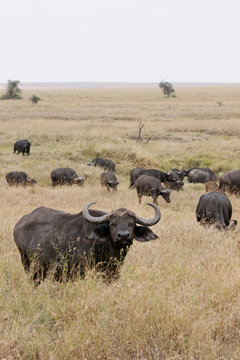 Serengeti buffalos