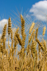 Fototapeta premium Wheat field