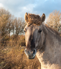 Portrait of a Konik horse © Ruud Morijn