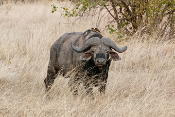 Obraz premium Serengeti buffalo