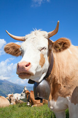 Swiss cow