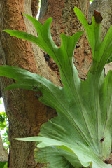 Obraz premium Trees for timber