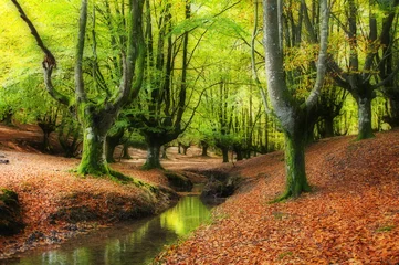 stream through the trees in a beautiful beech forest in autumn