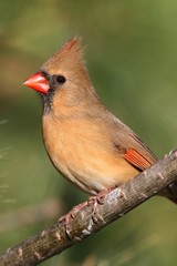 Female Cardinal On A Branch