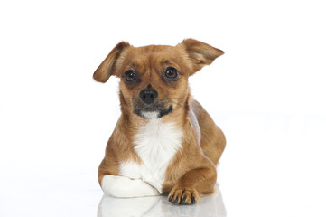 Mixed breed dog - Mischlingshund