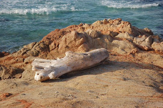 albero arenato sugli scogli 1