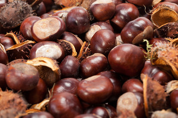 ripe chestnuts