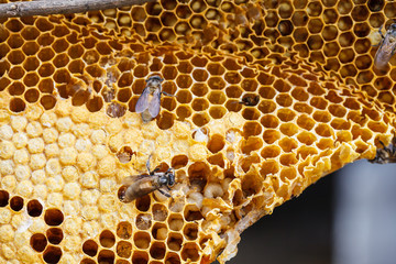 Brown beautiful honeycomb background