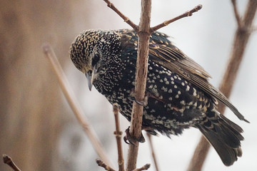 European Starling