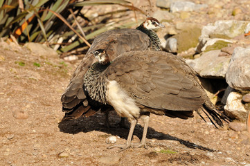 Female peacocks