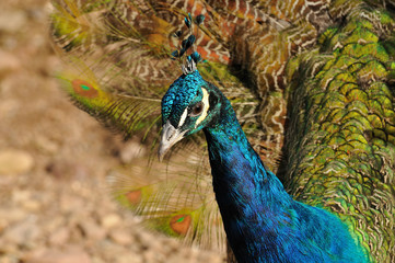 Obraz premium Peacock portrait