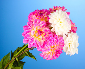 Bouquet of dahilas on color background