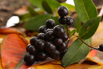 bright autumn leaves and wild berries, close up