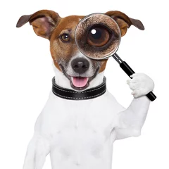 Stickers pour porte Chien fou dog with magnifying glass