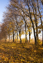 Obraz premium autumn trees