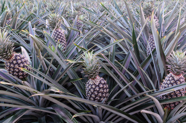 Pineapple plantation