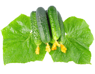 Fresh  cucumbers with yellow blossom cluster.