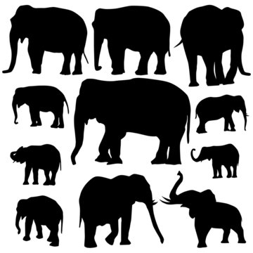 Elephant silhouettes on white background