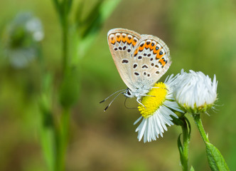 Common Blue  butterfly on camomile flower