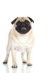 Obraz premium Pug - Mops