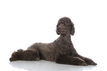 Poodle dog - Großpudel