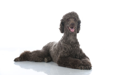 Poodle dog - Großpudel