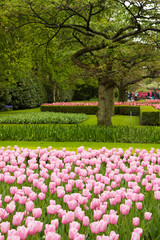 spring tulips field