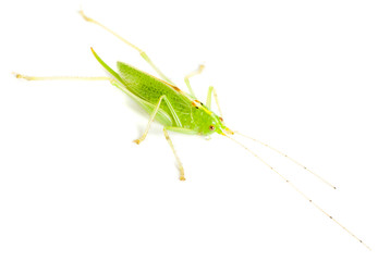 Great Green Bush-Cricket (Tettigonia viridissima)